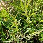 Image result for Cycnium tubulosum