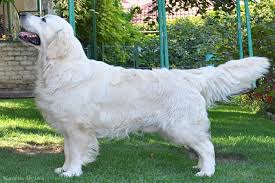To this end, he first crossed the tweed water spaniel, which is now extinct, with his own yellow retriever. Summer Brook English Golden Retriever Breeders