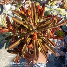 Image result for Synadenium cupulare