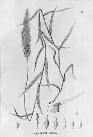 Image result for Melinis minutiflora