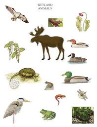 Habitats Of The World Younger Students Activity Exploring Nature Educational Resource Animal Habitats Habitat Activities Wetlands Activities