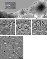 Rough endoplasmic reticulum in an animal cell. Ribosome Associated Vesicles A Dynamic Subcompartment Of The Endoplasmic Reticulum In Secretory Cells Science Advances