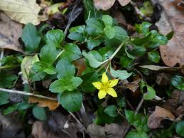 Image result for Trichopteryx fruticulosa