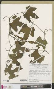 Image result for Lagenaria breviflora