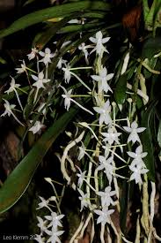 Image result for Aerangis ugandensis