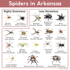 Common house spiders invade homes while searching for warmth and food. Spiders In Arkansas List With Pictures