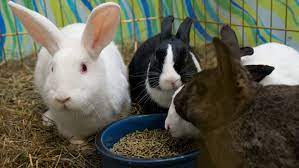The city banned selling bunnies at pet stores, but there's plenty of fluffy critters ready for adoption shelters and from rescue groups. Where To Get Your New Rabbit The Humane Society Of The United States