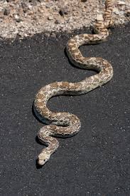 Arizona black rattlesnake (crotalus cerberus). Sonoran Gopher Snake Naturetime