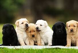 The size of the female dog the size of the dog has a big impact of how many puppies they can carry. Out Of A Litter Of Puppies How Do You Go About Choosing The Best One For You And Your Family Quora