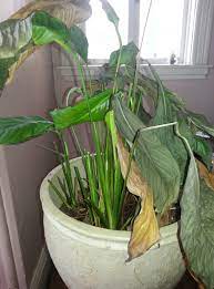 Maybe you would like to learn more about one of these? Help My Peace Lily Is Suffering