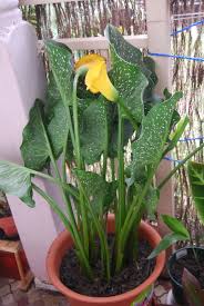 Image result for Zantedeschia