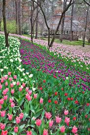 Maybe you would like to learn more about one of these? Garvin Gardens In Hot Springs Arkansas Comes Alive With Colorful Tulips Daffodils Hyacinth And Other Sp Hot Springs Arkansas Arkansas Vacations Hot Springs