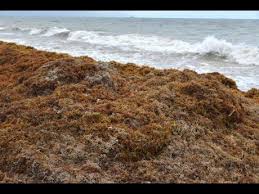 Sargassum: The Seaweed Deluge Hitting Caribbean Shores