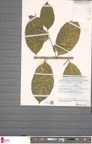 Image result for Erythrococca