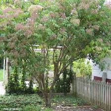 Image result for Sambucus canadensis