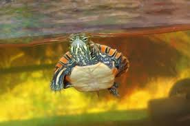 Before you bring one home, check out these interesting facts about turtles that you may not know. Choosing A Pet Turtle
