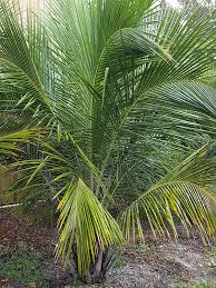 The answer to that is yes but it is not an easy task and not something i would recommend other than if you like a. Xl Cold Hardy Coconut Palm Tree Beccariophoenix Alfredii Kens Nursery