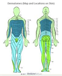 If upper thigh pain is left untreated, it can radiate to other areas in the body resulting in chronic pain. How Do Dermatomes Work Map Myotomes Vs Dermatomes