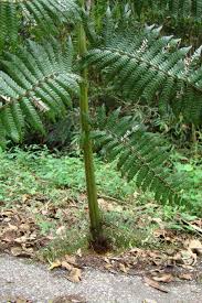 Image result for Cyatheaceae
