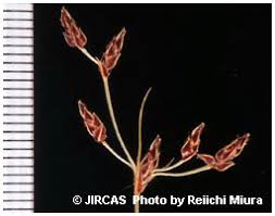 Image result for Bulbostylis hispidula