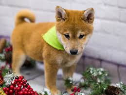 Mother is abkc and is papered. Shiba Inu Puppies Petland Wichita Ks