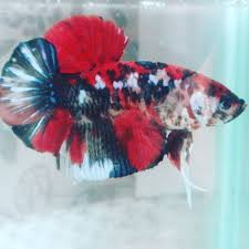 Hallo seluruh para peternak, pecinta, penghobby, dan pengais rejeki di ikan cupang. Jual Ikan Cupang Giant Koi Ninja Di Lapak Antik Gordyn Bukalapak