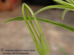 Image result for Ceropegia lugardiae