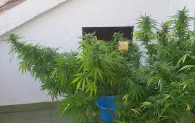 Check spelling or type a new query. Comment Palisser Ses Plantes De Cannabis Alchimia Grow Shop