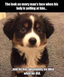 13 Confused Dog Photos And Memes That Will Leave You Laughing Funny Animal Jokes Funny Animal Memes Animal Memes