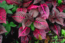 Image result for Iresine herbstii