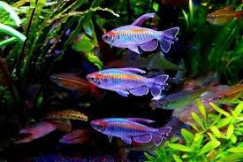 Sebagai contoh, akuarium dengan black water, banyak cabang cabang dan ranting ranting dan daun daun kering untuk siklid apistograma agassizi. 13 Spesies Ikan Tetra Paling Cantik Dan Digandrungi Orang Gerava Com