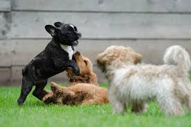 Can English Cocker Spaniels Be Aggressive Let S Talk About Biting Growling The Rage Syndrome Perfect Cocker Spaniel