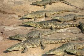 Alligator Vs Crocodile Differences Explained With Videos