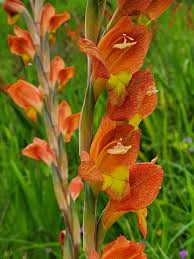 Image result for Gladiolus dalenii