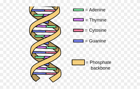 Check spelling or type a new query. Image Of Dna Labeled Novocom Top