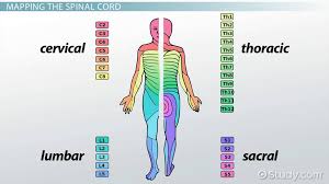 what is a dermatome definition distribution