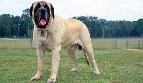 Usa una versione supportata per vivere al meglio l'esperienza su msn. Top 10 Cani Piu Pericolosi