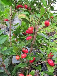 Check spelling or type a new query. Just Fruits And Exotics