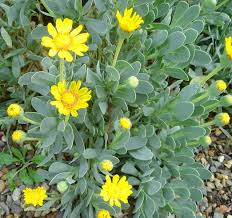 Image result for Hertia