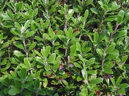 Check spelling or type a new query. Arctostaphylos Uva Ursi Kinnikinnick Red Bearberry Go Botany