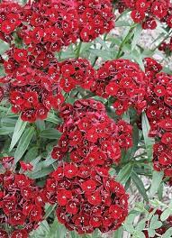 Dianthus Barbatus Heart Attack Dianthus Barbatus Rabbit Resistant Plants Sweet William