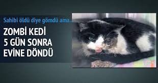 Zombi Kedi Dunya Haberleri