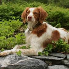 Epagneul Breton Couche Epagneul Breton Epagneul Chiots Epagneul