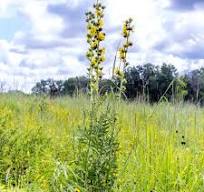 Silphium laciniatum - Compass Plant