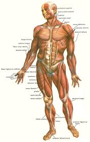 62 experienced cat muscle chart