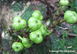 Image result for Cleistanthus polystachyus