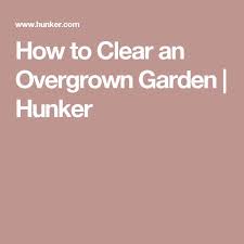 How To Clear An Overgrown Garden Hunker How To Clean Rust Black Walnut Tree Cleaning