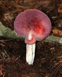 Image result for Russula polyphylla