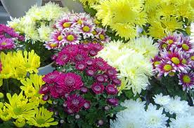 Many australians celebrate mother's day by showing their appreciation for the achievements and efforts of mothers and mother figures. Gardening Give A Gifts That Live On Mother S Day Sunshine Coast Daily