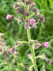 Image result for Blumea axillaris